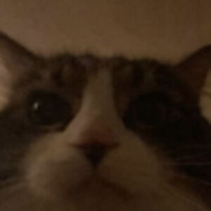 Meet your Posher, Bean